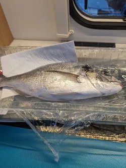 Fisch mit allem drin.